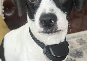 One year old Pocket Beagle