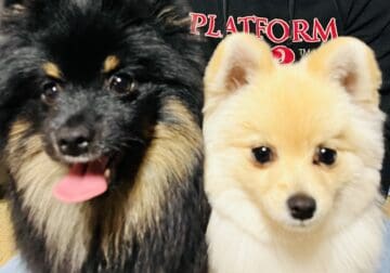 2 full blooded Pomeranian puppies