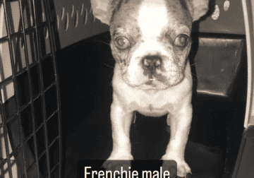 Frenchie bull dog puppy