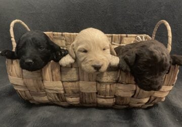 Labradoodle Pups Ready for Christmas