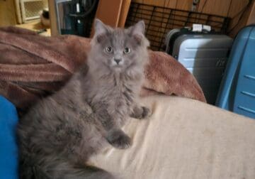 Russian Blue x Ragdoll kittens ready for rehoming