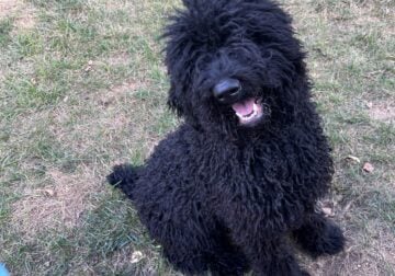 female standard poodle for Rehoming