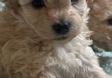 Cute and Soft Maltipoo Puppies