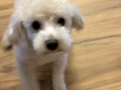 2-year-old Male Toy Poodle Needs a New Home