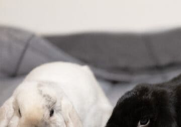 2 Holland Lop Adults – Bonded