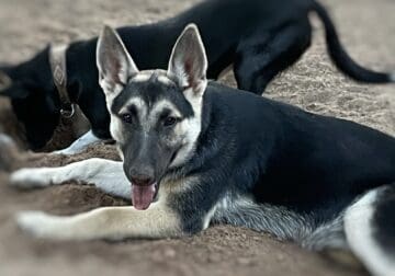 German Shepherd/Husky puppies