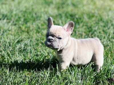 Limited Lilac Fawn Female Frenchie – AKC