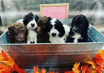 5 F1b Sheepadoodle puppies available