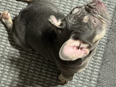 Registered Frenchie puppy for sale