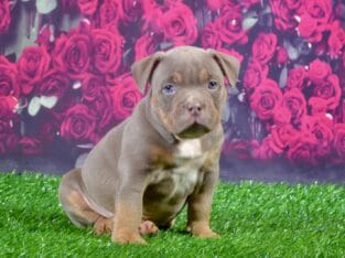 Exotic Lilac Male Bully