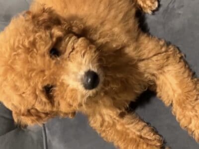 Mini Poodle Puppy Looking For New Home
