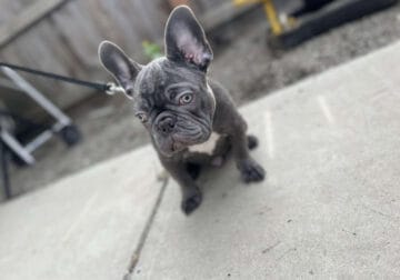 Frenchie pure breed