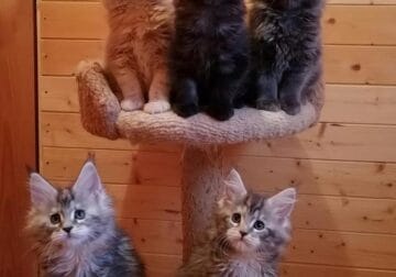 European pedigree Maine coon kittens available