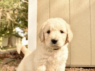 Goldendoodle in Chuckey, Tennessee