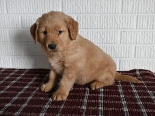 AKC Golden Retriever Puppy-Tyson