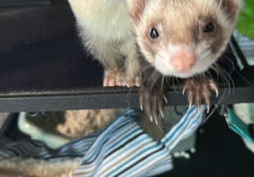 Ferrets with cage and accessories