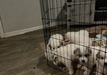 Great Pyrenees puppies! Just in time for Christma!
