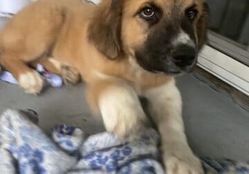 Great Pyrenees Mix Looking For Home
