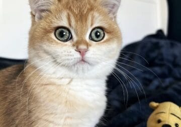 Purebred Golden British shorthair kitten TICA
