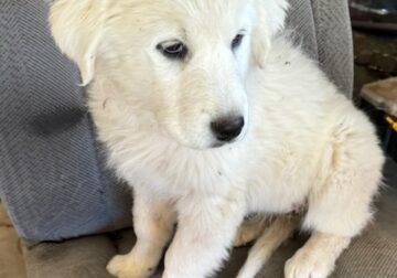Livestock Guardian Dogs Great Pyrenees Puppies