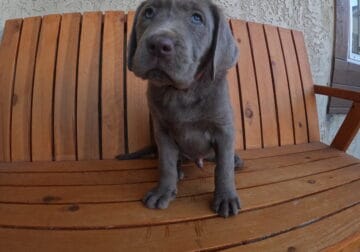 Chocolate and Silver Labrador Puppies