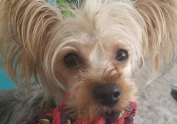 Sweet Male Yorkie for Adoption