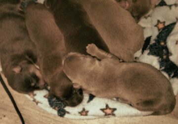 Chocolate lab pit bull puppies