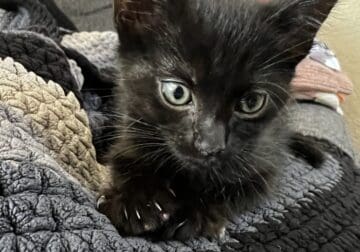 Black 8 Week Old Kitten