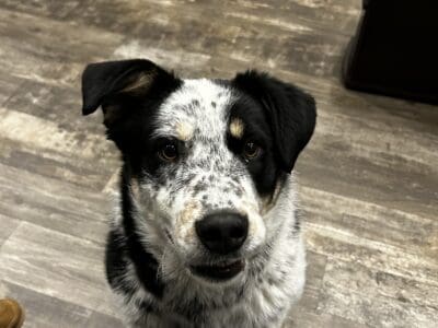 We are needing to rehome our heeler mix blue