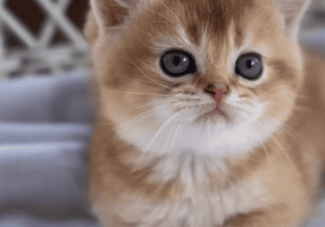 Social and playful shorthair kitten
