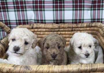 Three toy poodle puppies for sale!!