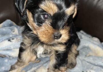 Handsome Male Morkie (mostly Yorkie) Puppy