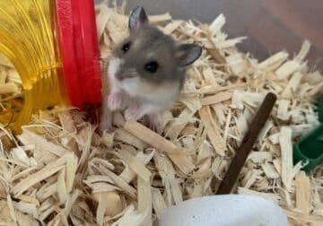 Russian Hybrid Dwarf Hamster to Good Home!
