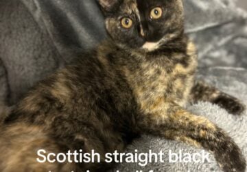 Scottish straight black tortoiseshell female