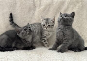 Scottish Straight/British Shorthair Kittens