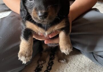 Full blooded dachshund puppies