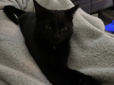 4-6 month black kitten available