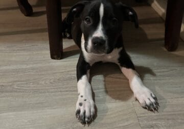 American Staffordshire terrier pup for sale female