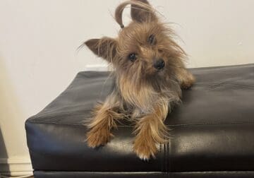 Star – 2 Year Old Toy Yorkie