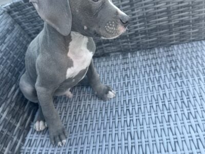 Rehoming 2 blue nose pups males