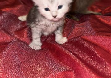 Maine Coon Kittens For Sale purebred