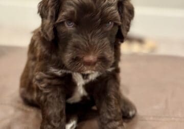 AKC Registered Portuguese Water Dogs
