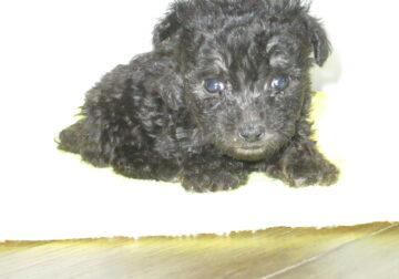 TOY POODLE FEMALES