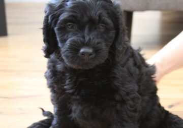 Labradoodles puppies for Sale