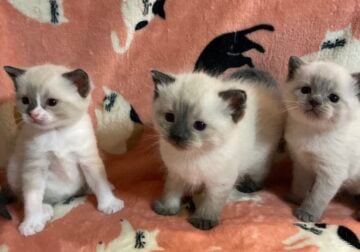 Ragdoll kittens for sale!