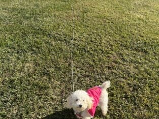 Eve/ Toy Poodle