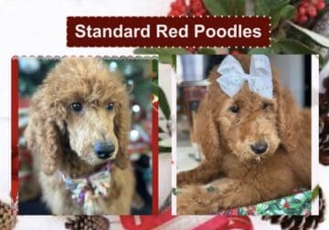 Red poodles -9 weeks