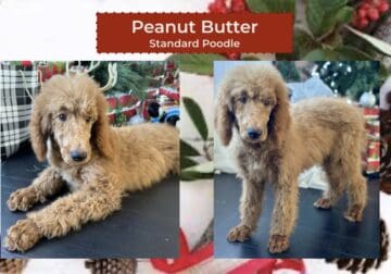 Peanut Butter – 12 weeks