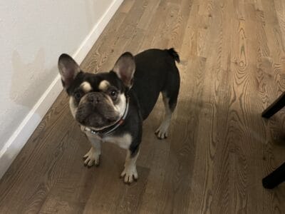 Purebred French Bulldog for Sale by owner