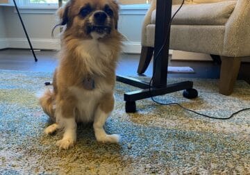 Tibetan Spaniel looking for good home (15 yrs old)